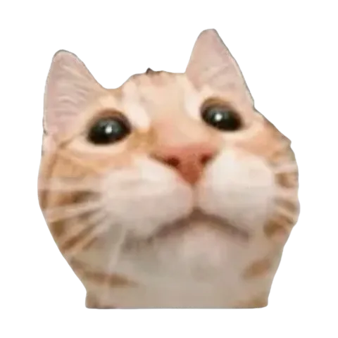 Happy Cat!
